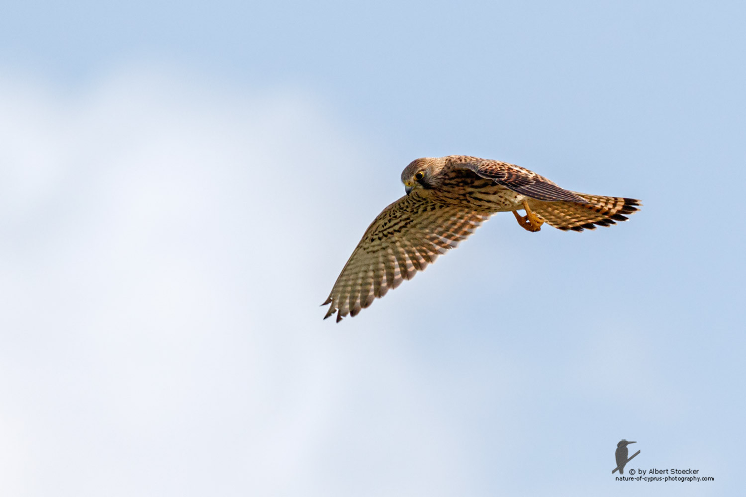 Falco tinnunculus - Common Kestrel - Turmfalke, Cyprus, Mandria Beach, March 2016