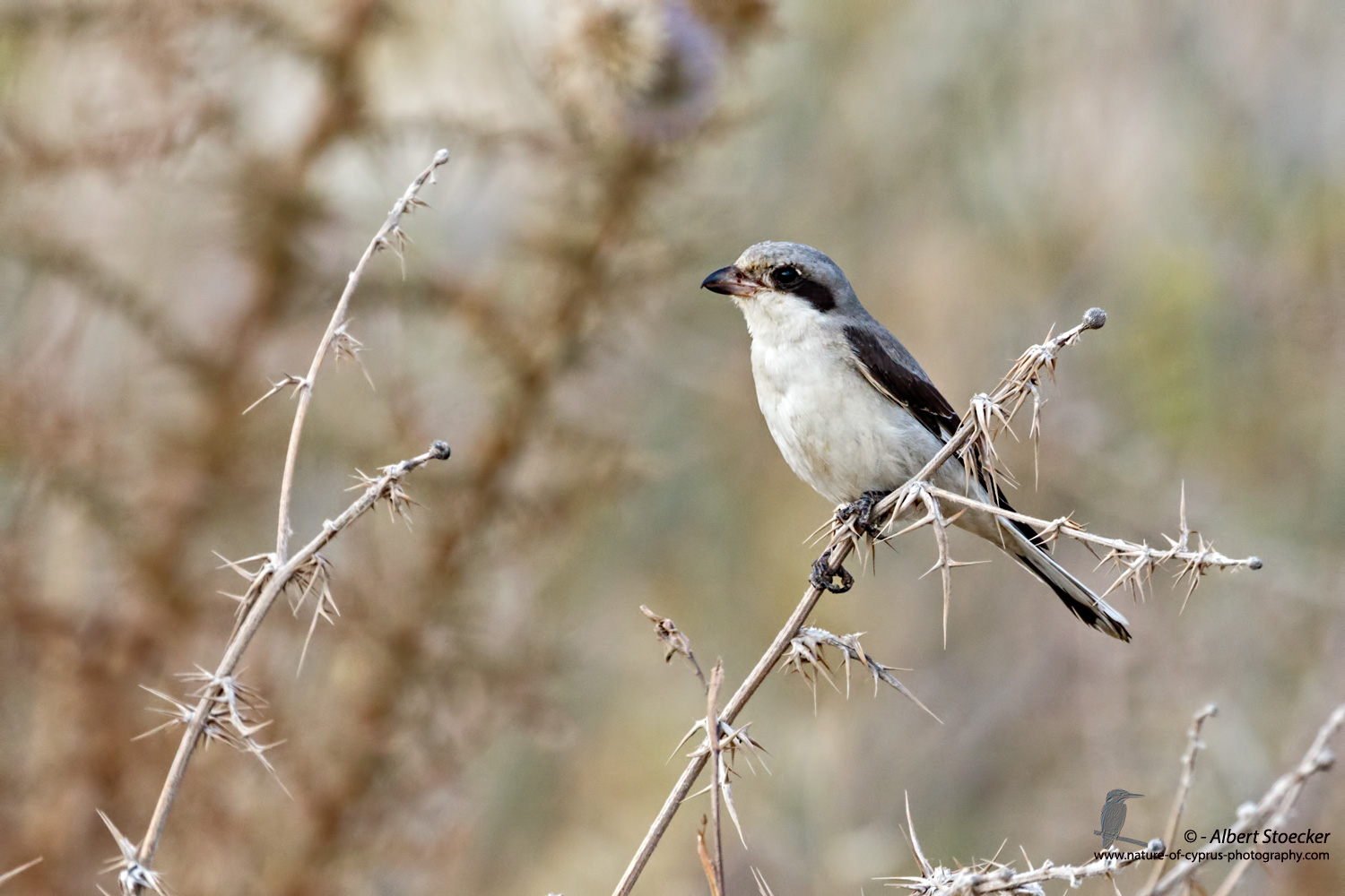 Lanius minor - Lesser Grey Shrike - Scharzstirnwuerger, Cyprus, Agia Varvara, September 2016