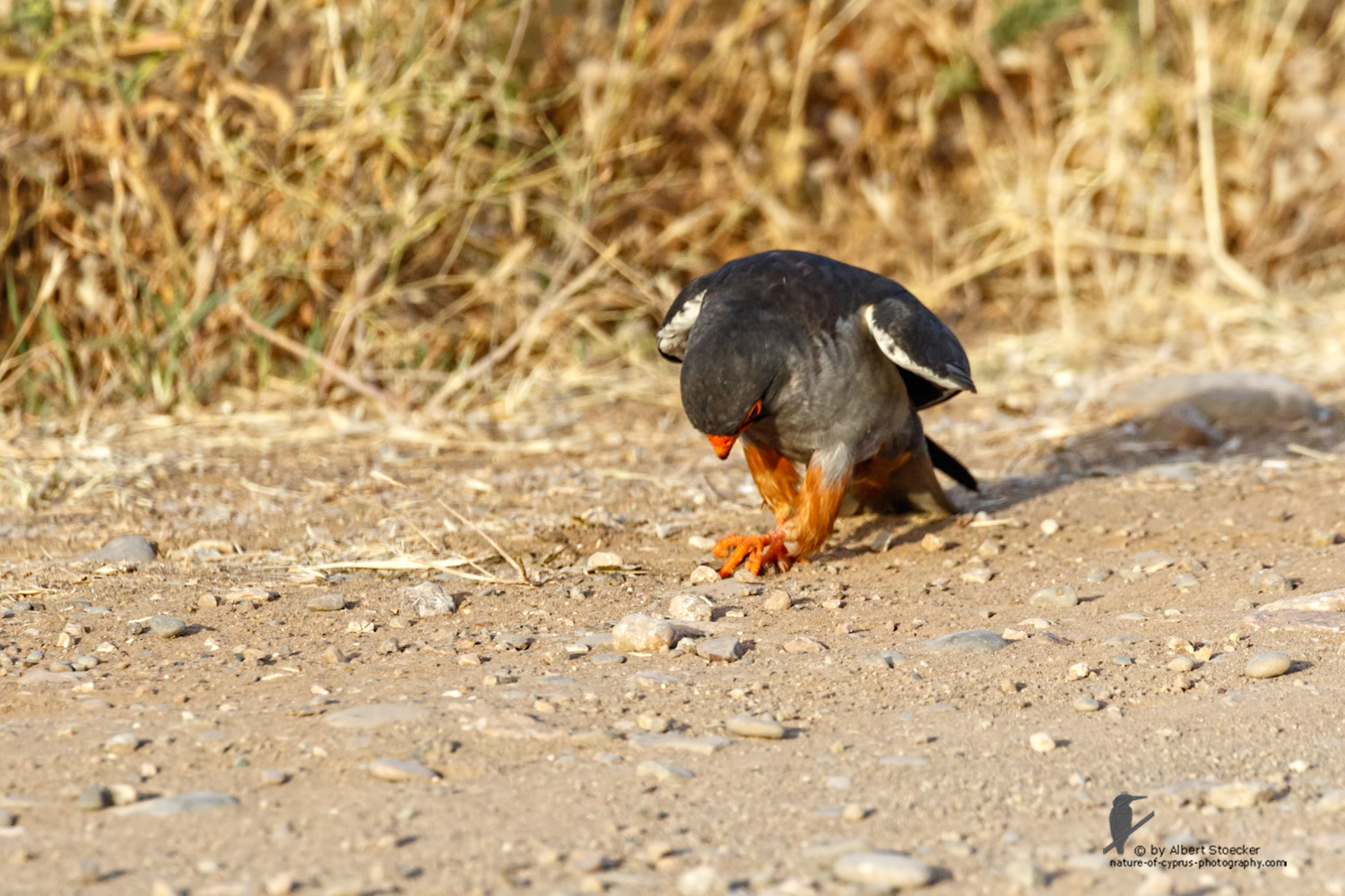 Falco amurensis - Amur falcon with Skorpion - Amurfalke mit Skorpion, Cyprus, Agia Varvara - Anarita, Paphos, Mai 2016