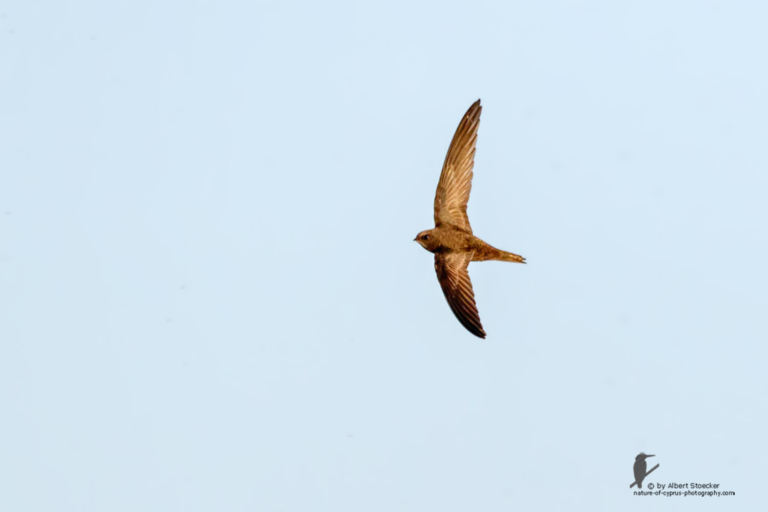 Apus apus - Common Swift - Mauersegler, Cyprus, Zakai Marsh, March 2016