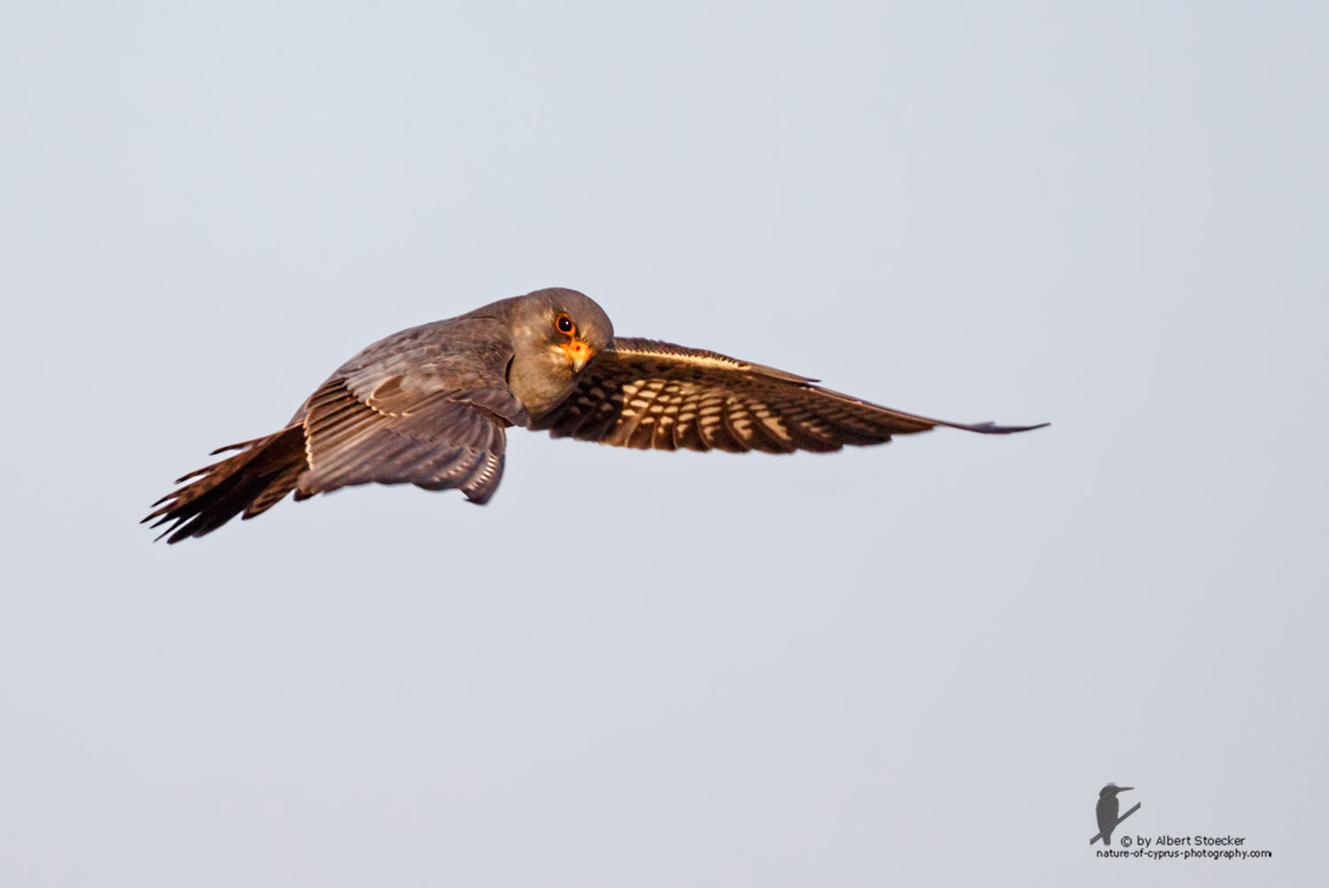 Falco vespertinus - Red-footed Falcon, male, Rotfußfalke, Cyprus, Agia Varvara-Anarita, Mai 2016