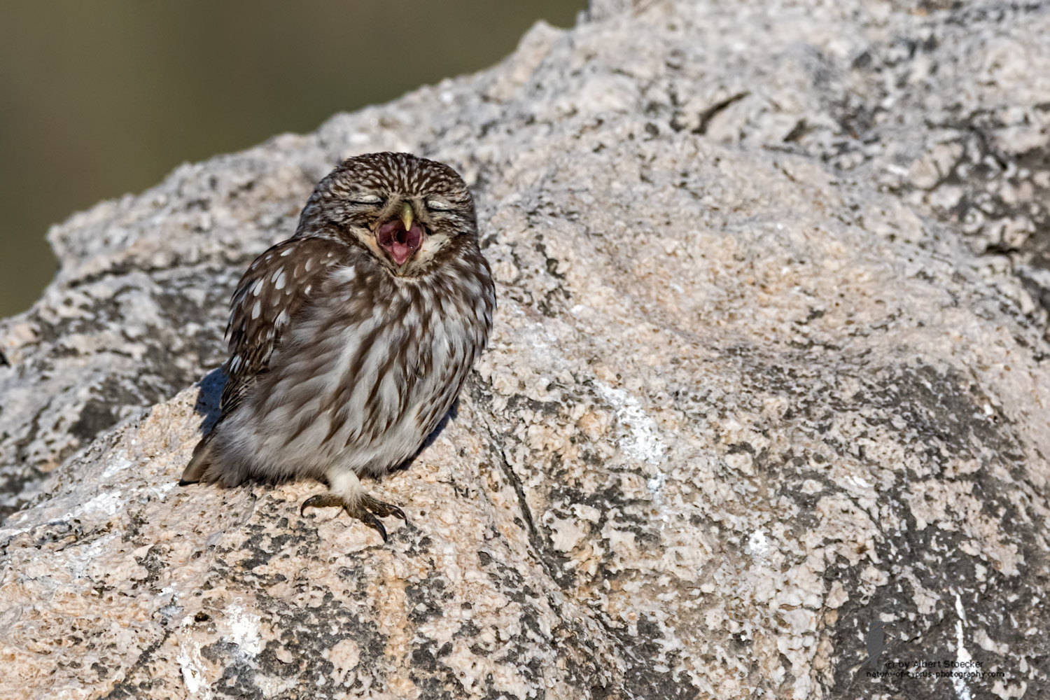 Athene noctua - Little Owl - Steinkauz, Cyprus, Anarita Park, January 2016