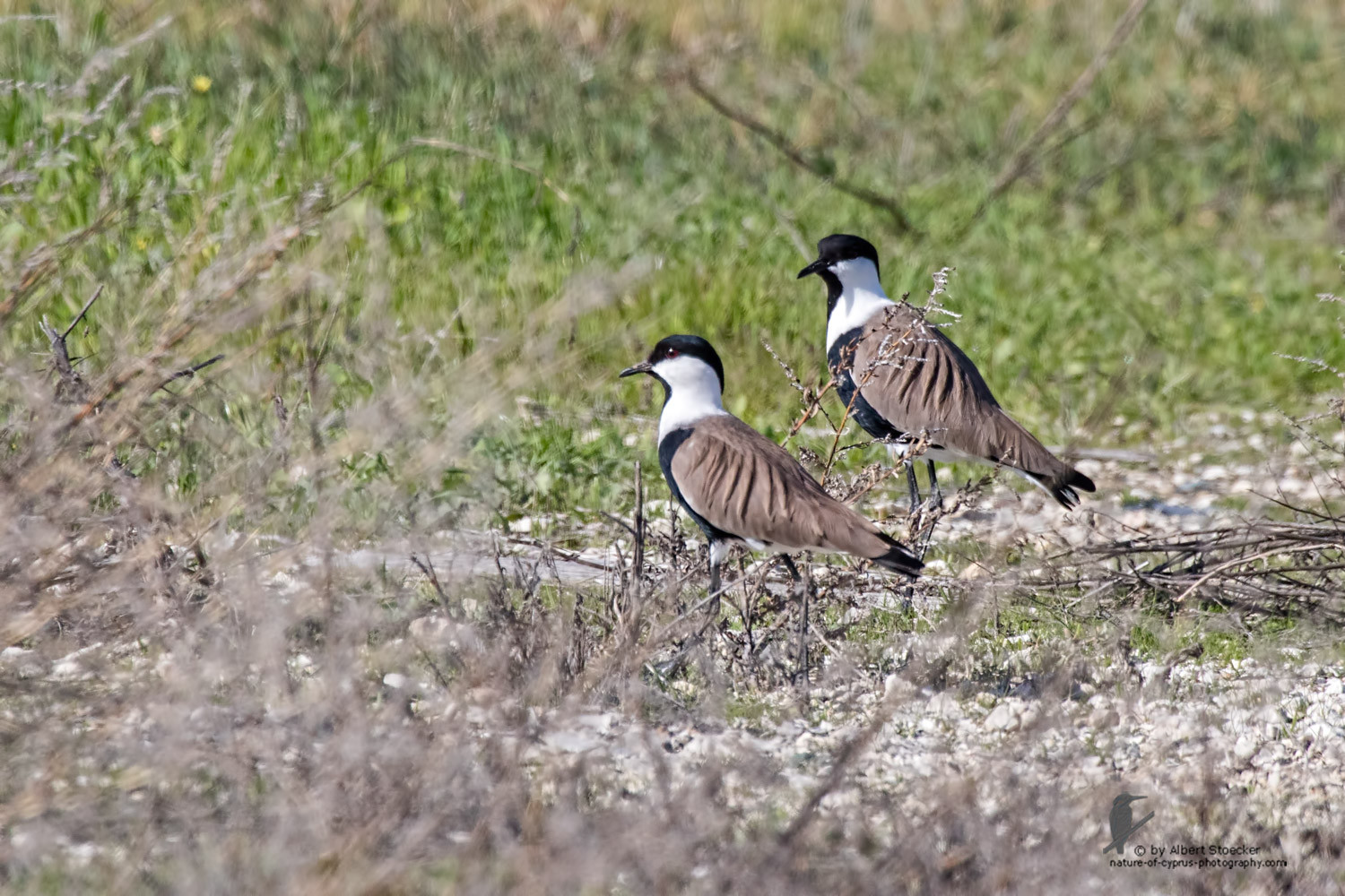 Vanellus spinosus - Spur-winged Plover - Spornkiebitz, Cyprus, Oroklini Lake, January 2016