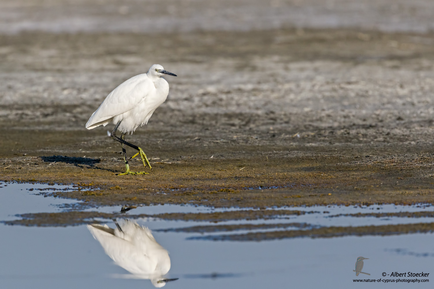  Seidenreiher, Little Egret, Egretta Garzetta, Cyprus, Akrotiri Salt Lake, September 2017