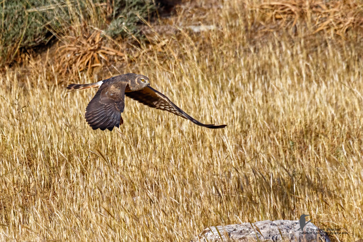 Circus macrourus - Montagu`s Harrier (female) - Wiesenweihe, Cyprus, Anarita - Ayia Varvara, April 2016