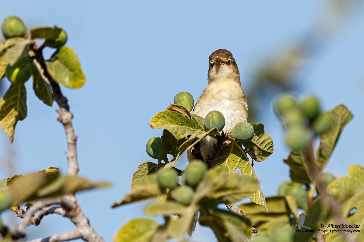 Iduna pallida - Eastern Olivaceous Warbler - Blassspötter, Cyprus, Mandria Fields, August 2016