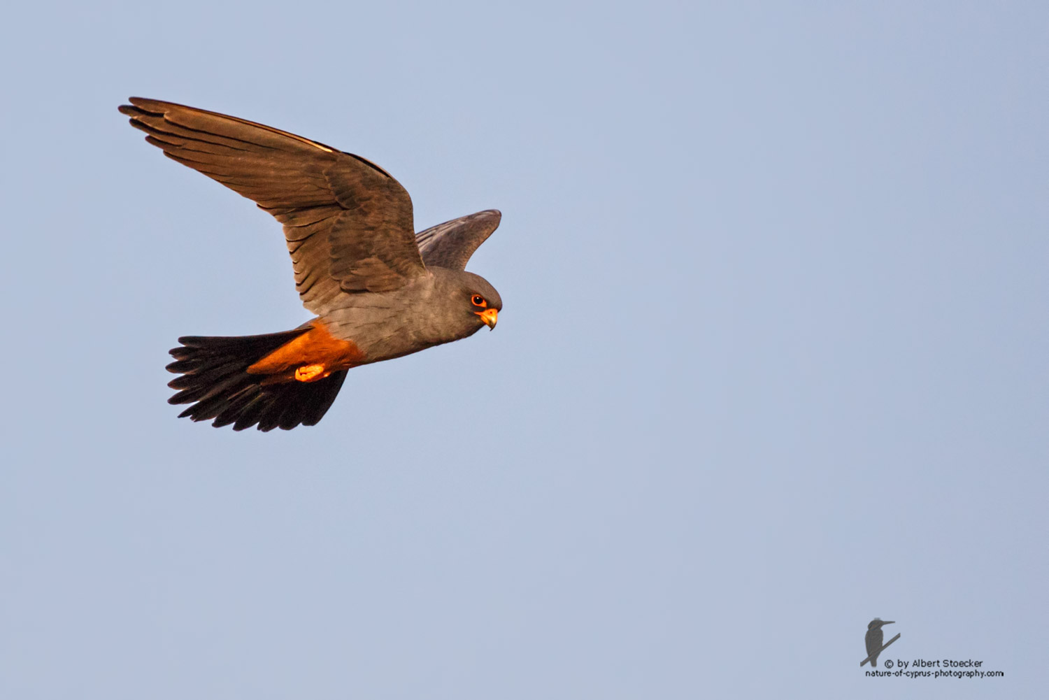 Falco vespertinus - Red-footed Falcon, male, Rotfußfalke, Cyprus, Agia Varvara-Anarita, Mai 2016