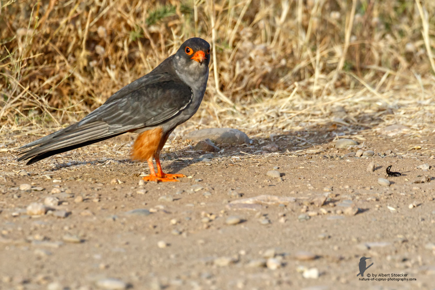 Falco amurensis - Amur falcon with Skorpion - Amurfalke mit Skorpion, Cyprus, Agia Varvara - Anarita, Paphos, Mai 2016