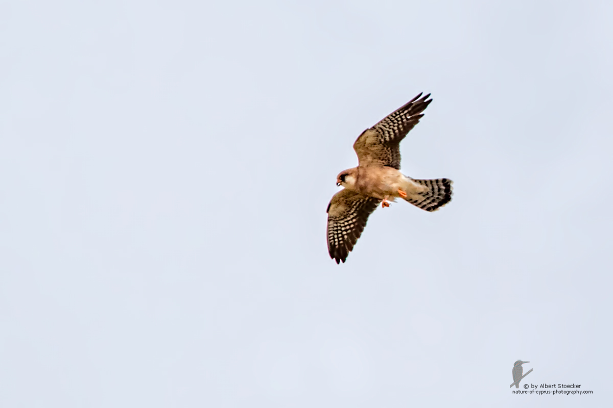 Falco vespertinus - Red-footed Falcon, female, Rotfußfalke, Cyprus, Agia Varvara-Anarita, Mai 2016