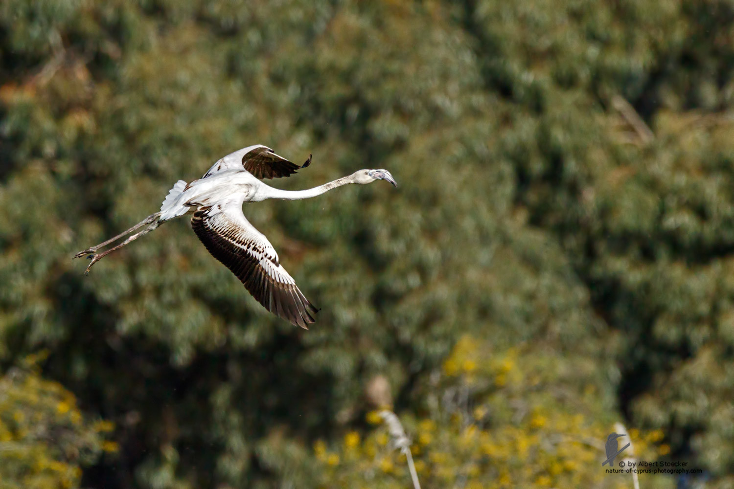 Phoenicopterus ruber - Greater Flamingo (juvenile) - Rosaflamingo, Cyprus, Zakai Marsh, March 2016