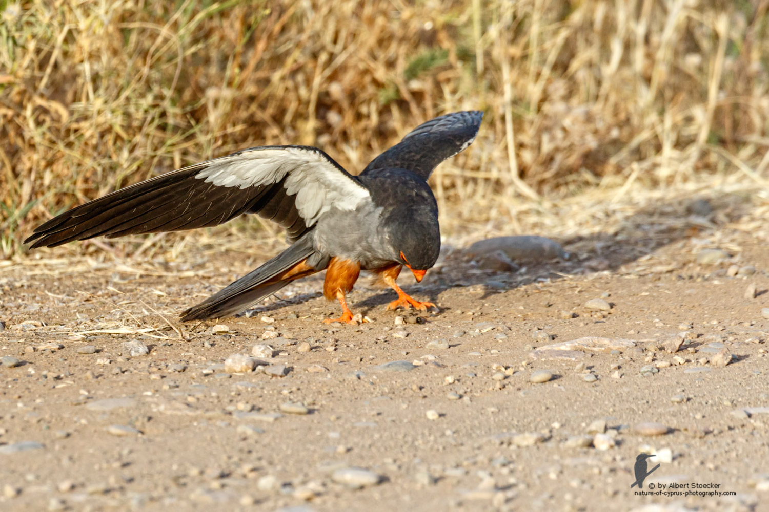 Falco amurensis - Amur falcon with Skorpion - Amurfalke mit Skorpion, Cyprus, Agia Varvara - Anarita, Paphos, Mai 2016