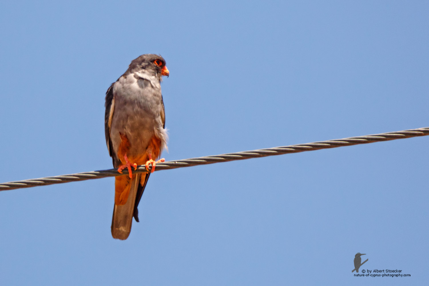 Falco amurensis - Amur falcon male - Amurfalke, Cyprus, Agia Varvara - Anarita, Paphos, Mai 2016