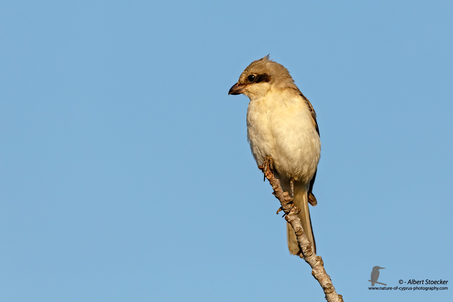 Lanius minor - Lesser Grey Shrike - Scharzstirnwuerger, Cyprus, Mandria Fields, August 2016