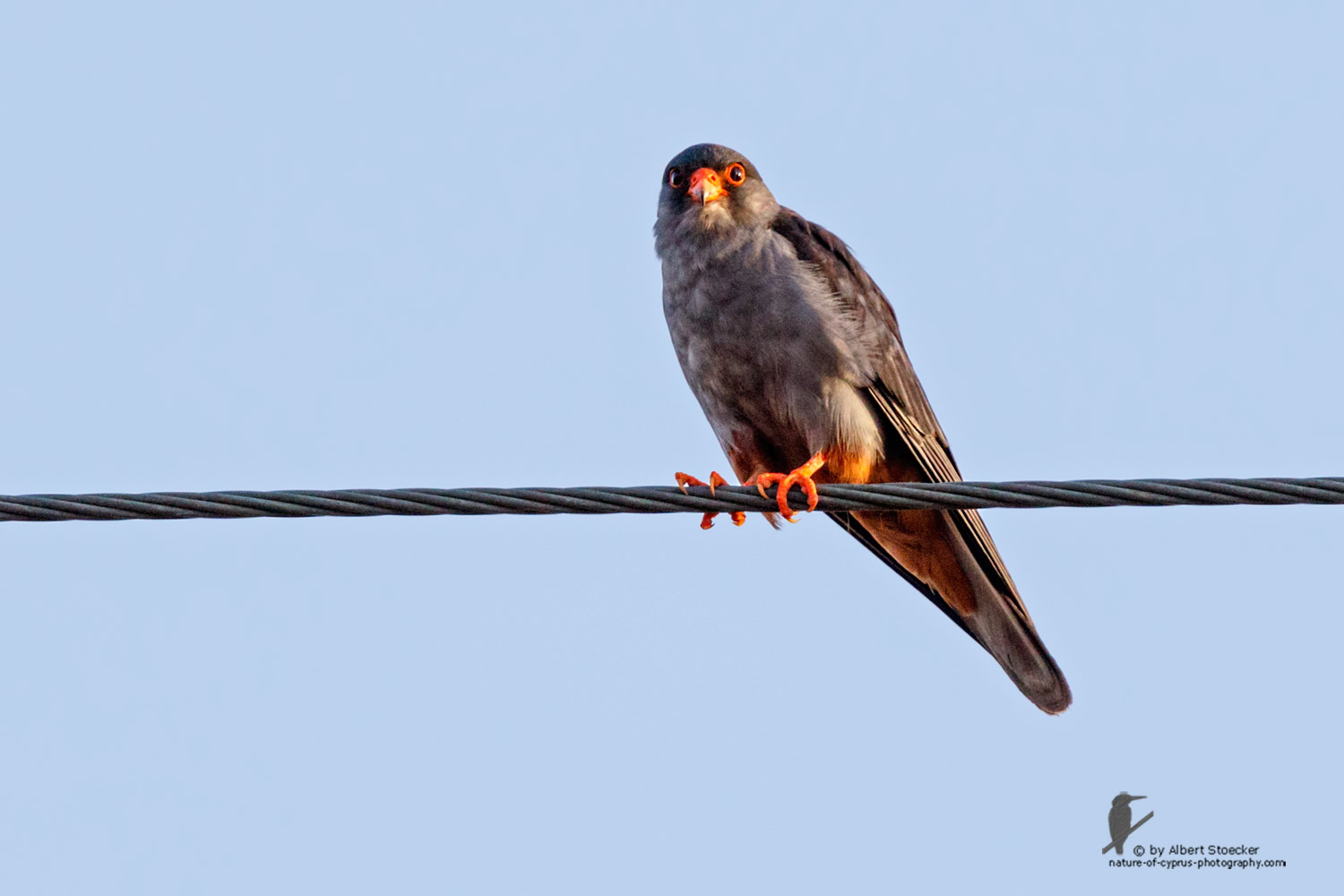 Falco amurensis - Amur falcon male - Amurfalke, Cyprus, Agia Varvara - Anarita, Paphos, Mai 2016