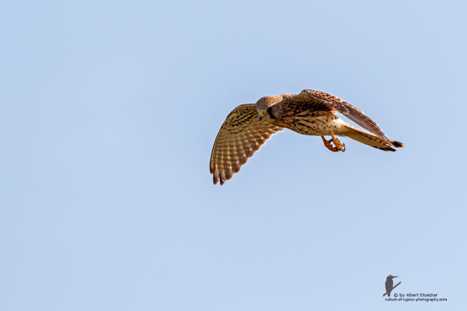 Falco tinnunculus - Common Kestrel - Turmfalke, Cyprus, Mandria Beach, March 2016