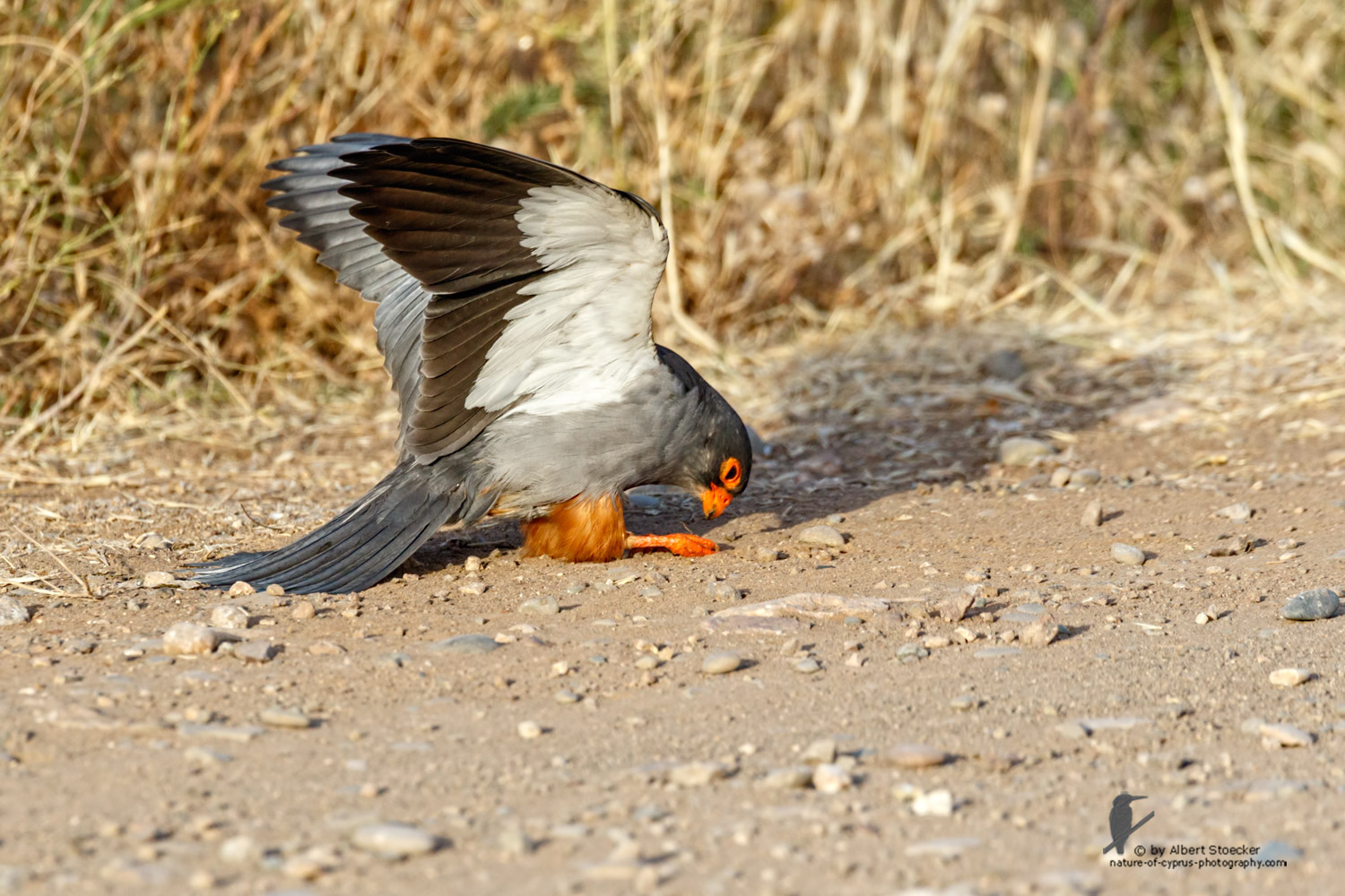 Falco amurensis - Amur falcon with Skorpion - Amurfalke mit Skorpion, Cyprus, Agia Varvara - Anarita, Paphos, Mai 2016