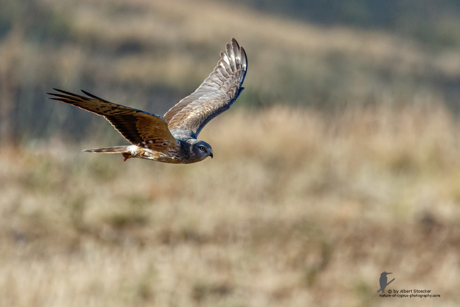 Circus macrourus - Montagu`s Harrier (female) - Wiesenweihe, Cyprus, Anarita - Ayia Varvara, April 2016