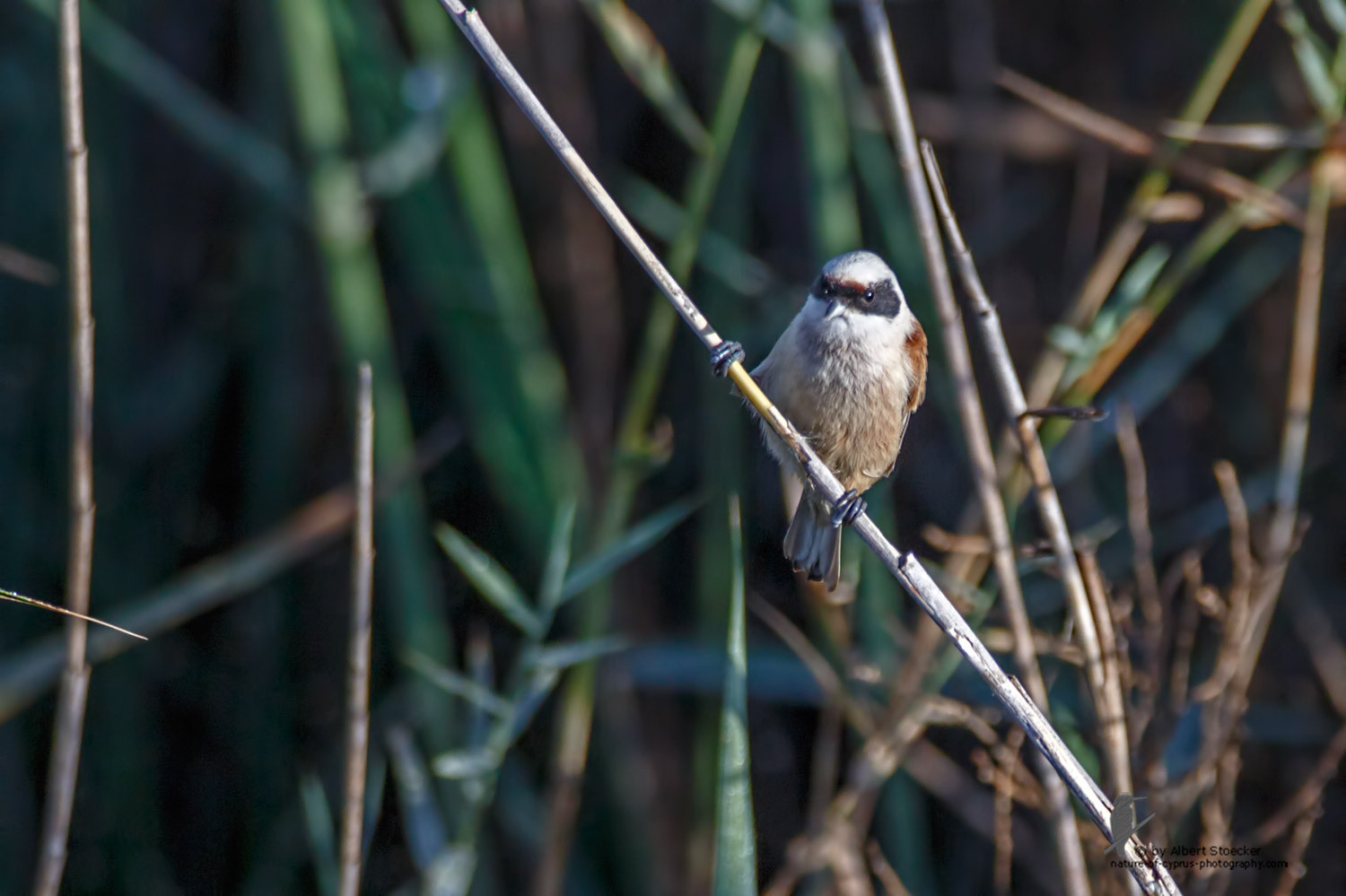 Remiz pendulinus - Penduline Tit - Beutelmeise, Cyprus, Zakai Marsh, March 2016