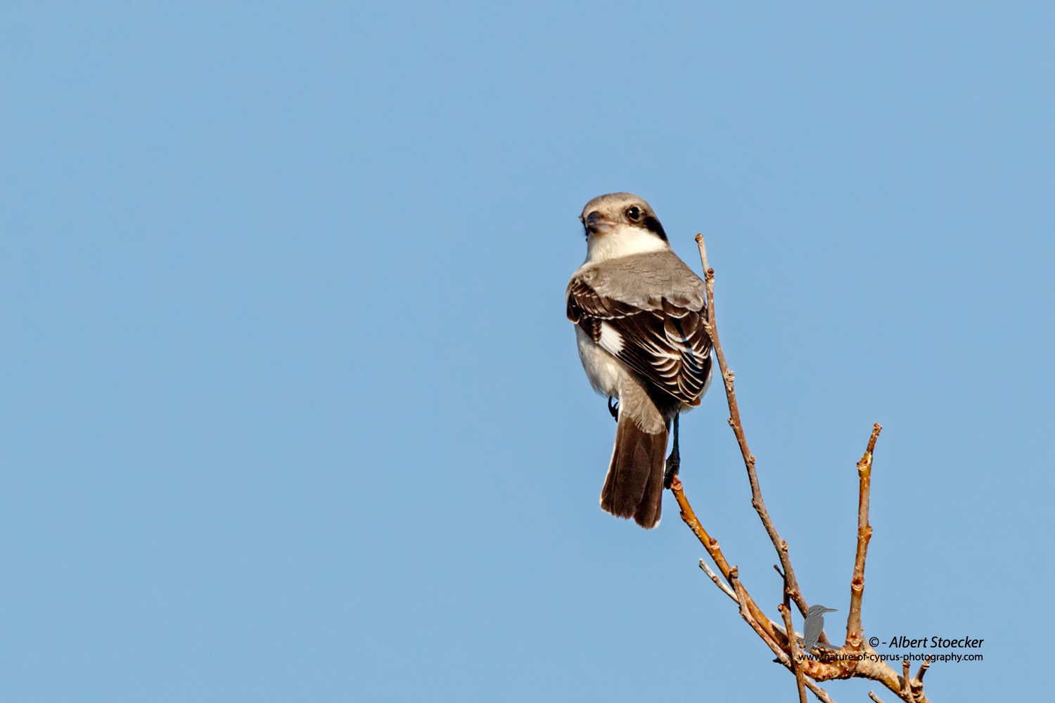 Lanius minor - Lesser Grey Shrike - Scharzstirnwuerger, Cyprus, Mandria Fields, August 2016