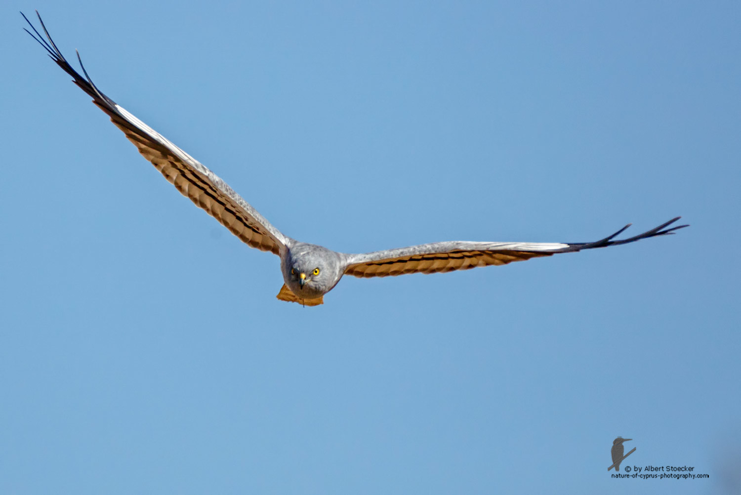 Circus macrourus - Montagu`s Harrier (male) - Wiesenweihe, Cyprus, Anarita - Ayia Varvara, April 2016