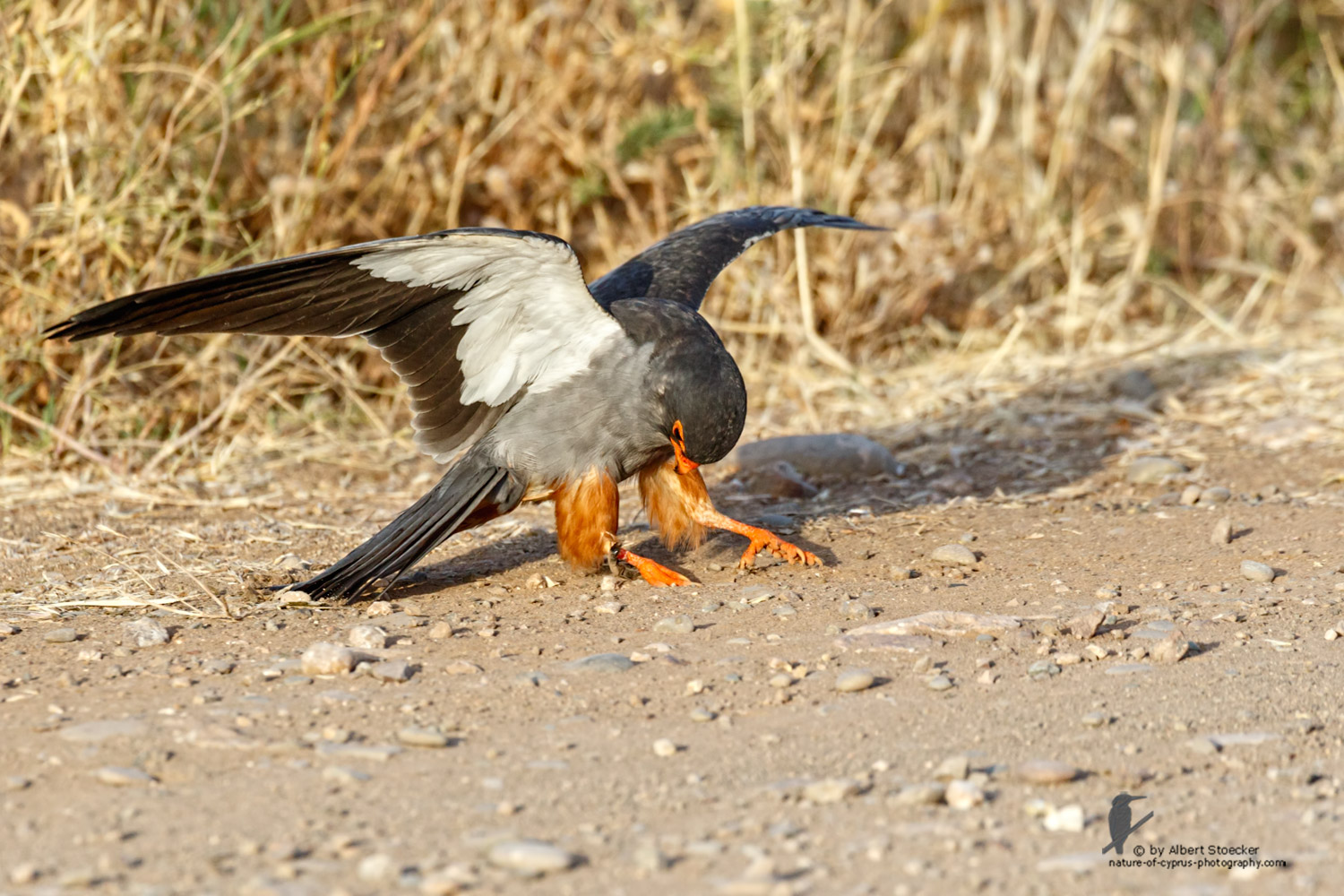 Falco amurensis - Amur falcon with Skorpion - Amurfalke mit Skorpion, Cyprus, Agia Varvara - Anarita, Paphos, Mai 2016