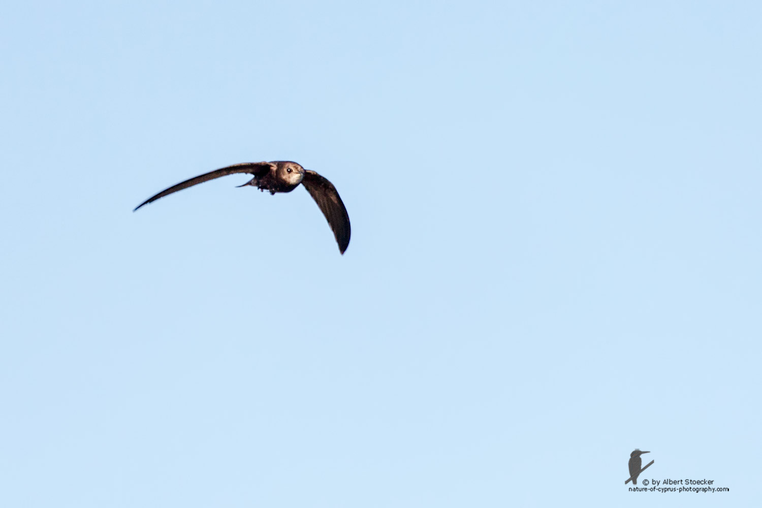 Apus pallidas - Pallid Swift - Fahlsegler, Cyprus, Zakai Marsh, March 2016