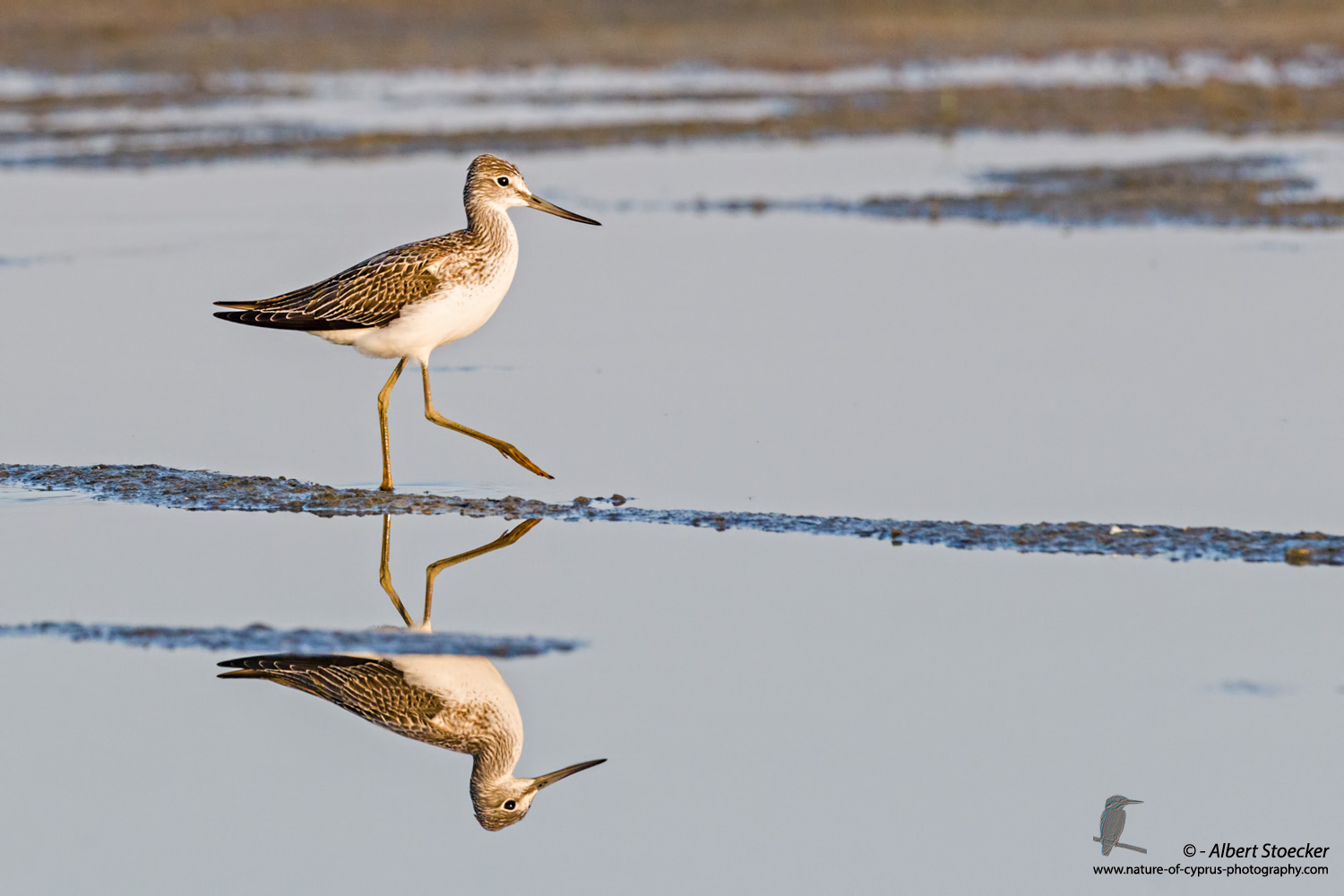 Grünschenkel, Greenshank, Tringa nebularia, Cyprus, Akrotiri Salt Lake, September 2017