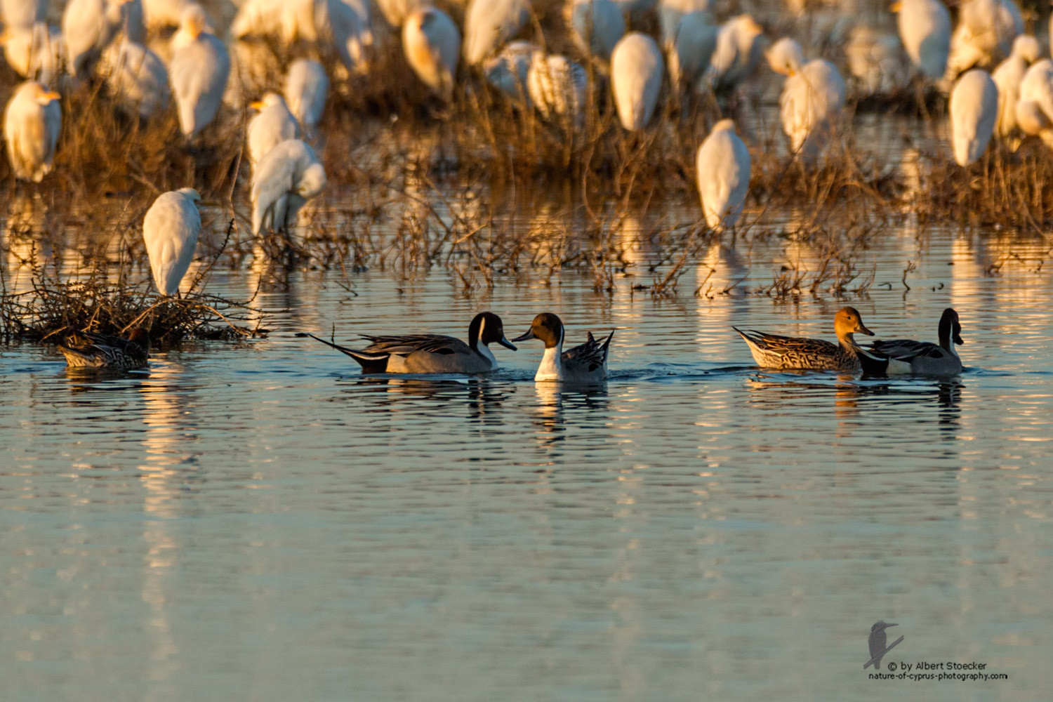 Anas acuta - Northern Pintail - Spießente, Cyprus, Oroklini Lake, January 2016