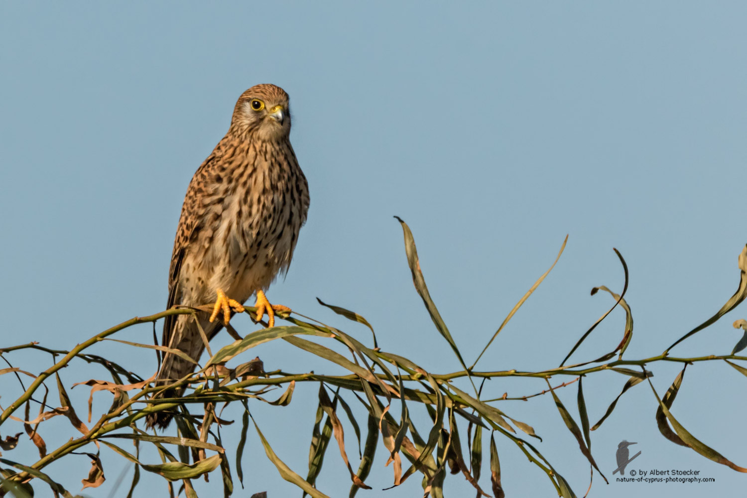 Falco tinnunculus - Common Kestrel - Turmfalke, Cyprus, Mandria Beach, January 2016