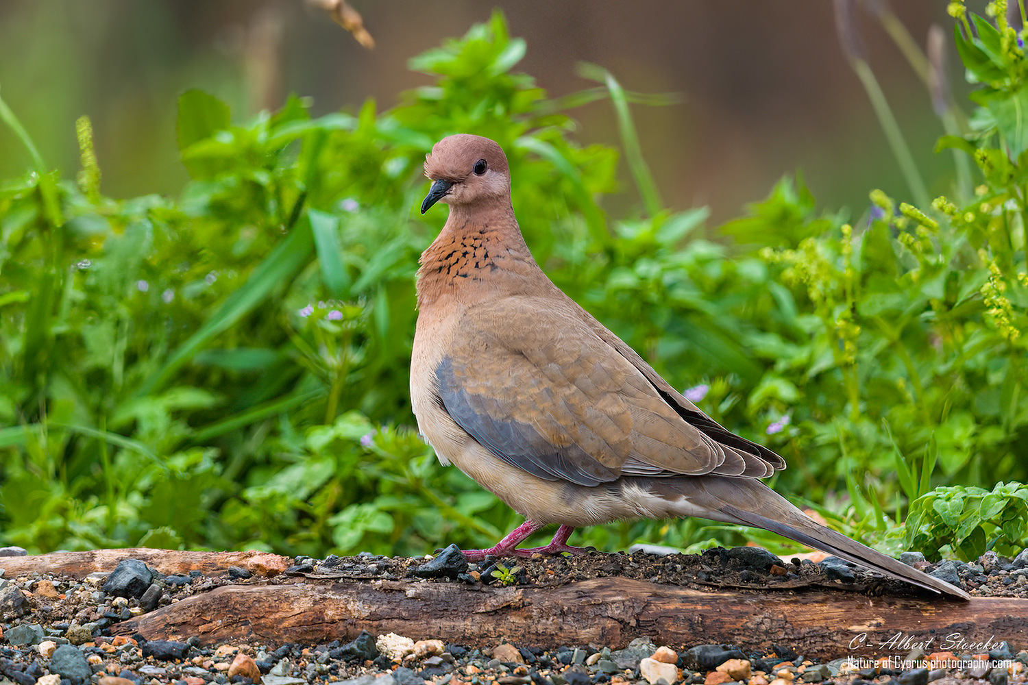 Palmtaube, Laughing Dove, Spilopelia senegalensis, Cyprus, Hide on Bird pound in our Garden, March 2022