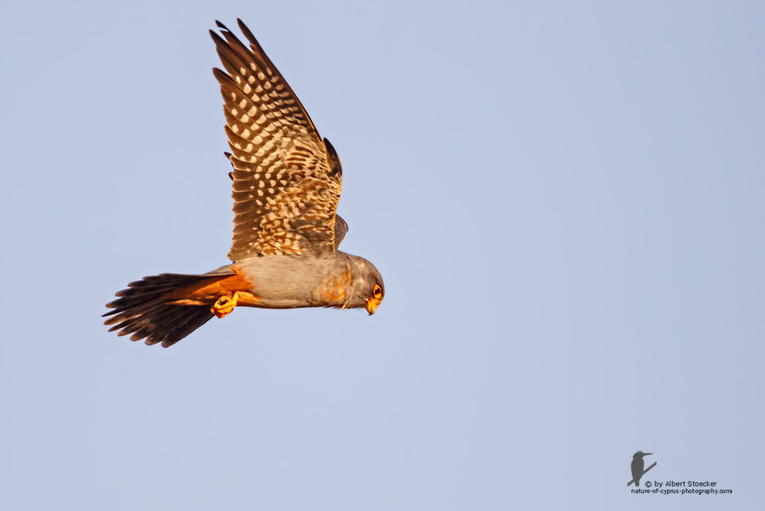 Falco vespertinus - Red-footed Falcon, male, juv, - junger Rotfußfalke, Cyprus, Agia Varvara-Anarita, Mai 2016