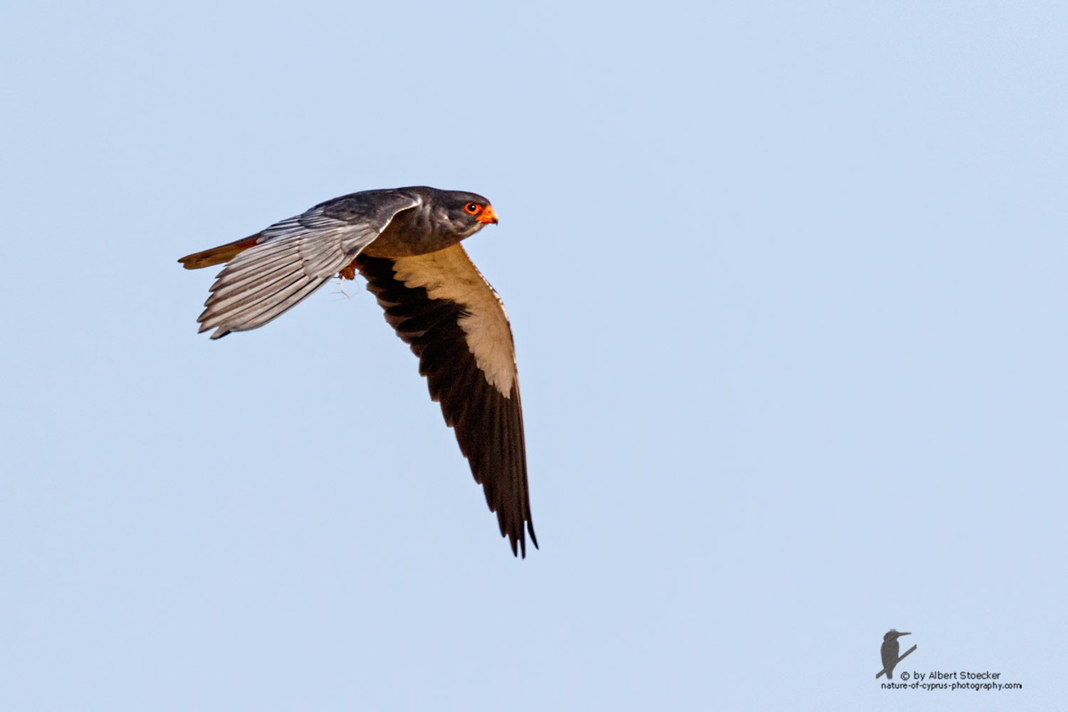 Falco amurensis - Amur falcon - Amurfalke, Cyprus, Agia Varvara - Anarita, Paphos, Mai 2016