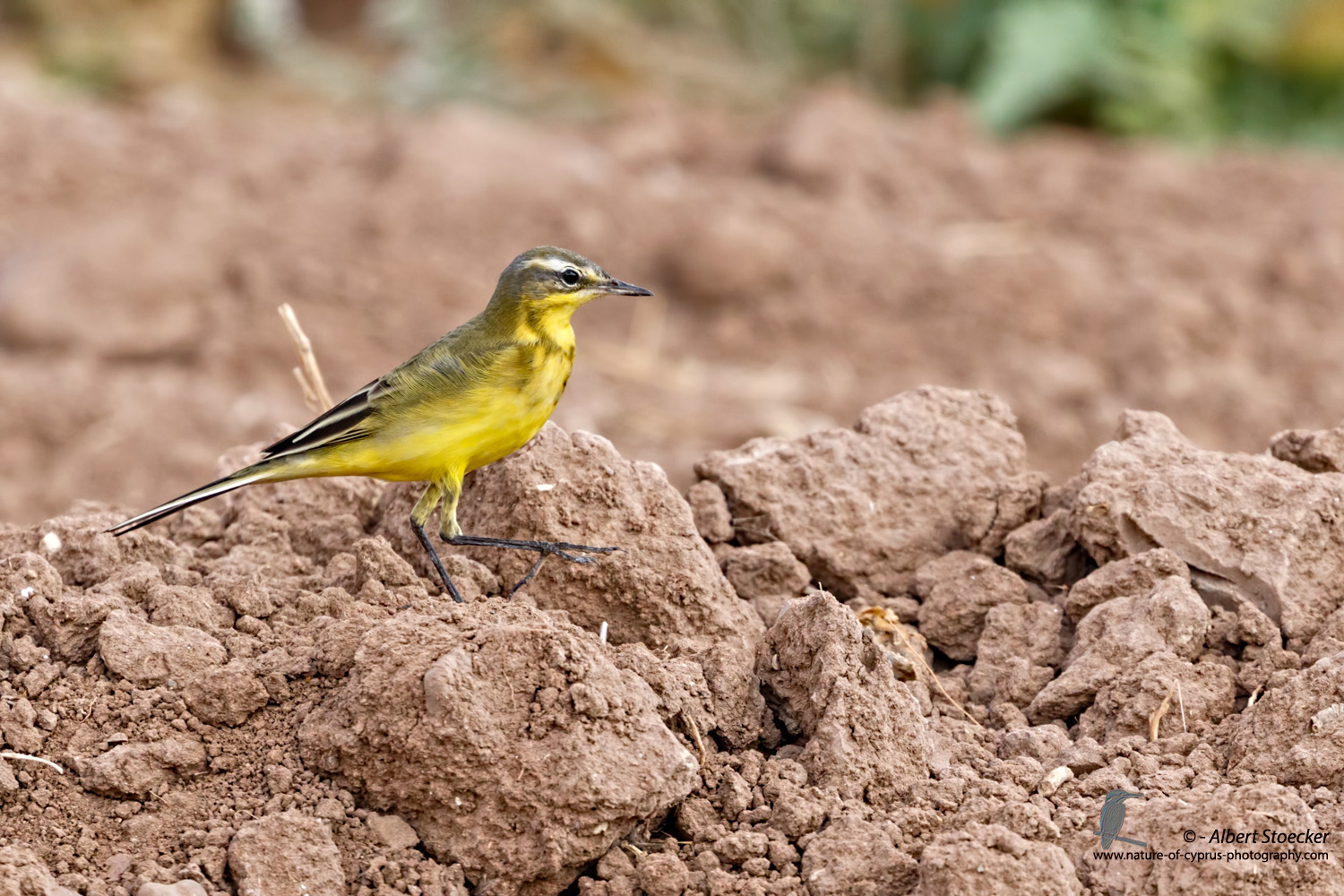 Motocilla flava - Western Yello Wagtail - Schafstelze, Cyprus, Agia Varvara, September 2016