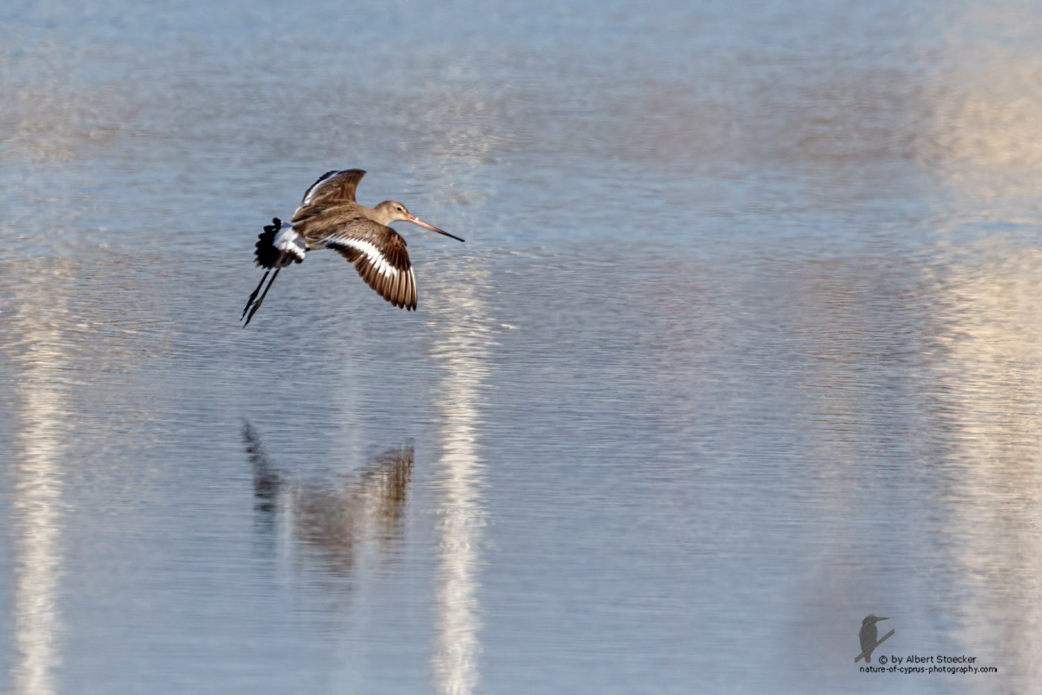 Limosa limosa - Black-tailed Godwit - Uferschnepfe, Cyprus, Zakai Marsh, March 2016