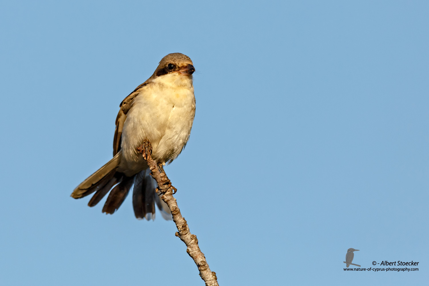 Lanius minor - Lesser Grey Shrike - Scharzstirnwuerger, Cyprus, Mandria Fields, August 2016