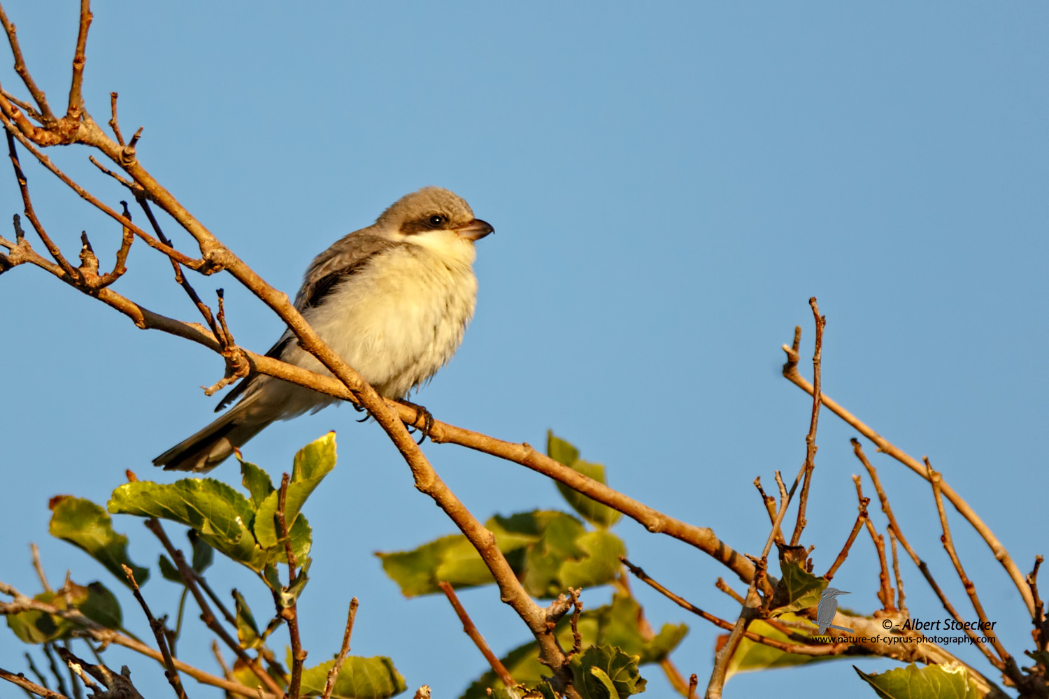 Lanius minor - Lesser Grey Shrike - Scharzstirnwuerger, Cyprus, Mandria Fields, August 2016