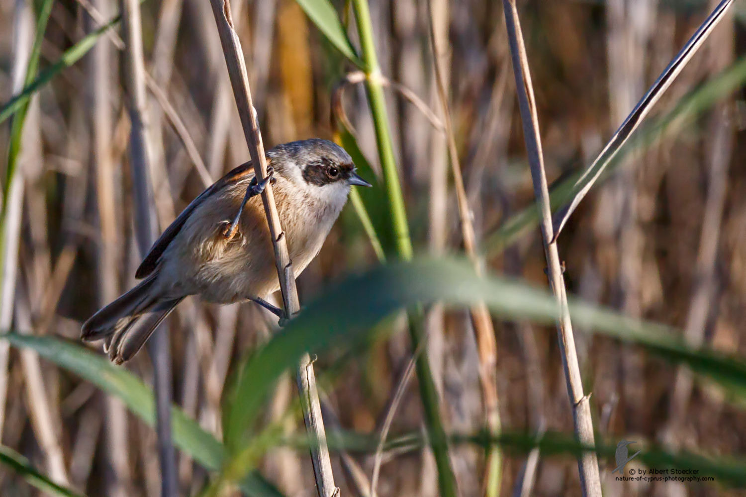 Remiz pendulinus - Penduline Tit - Beutelmeise, Cyprus, Zakai Marsh, March 2016