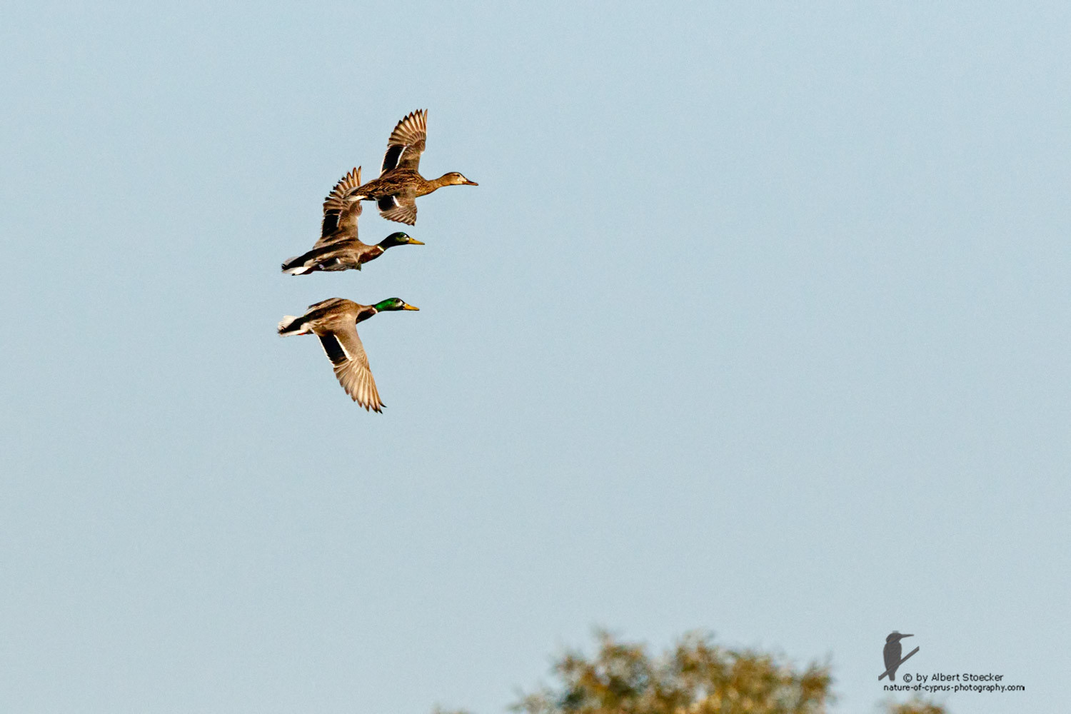 Anas platyrhynchos - Mallard - Tafelente, Cyprus, Zakai Marsh, March 2016