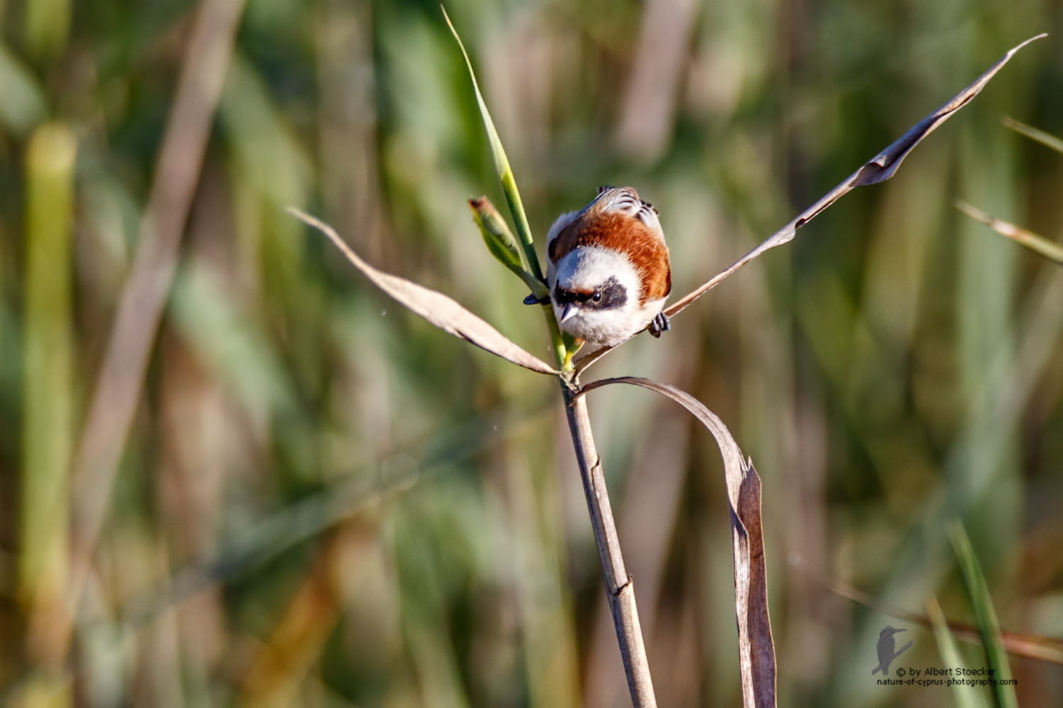 Remiz pendulinus - Penduline Tit - Beutelmeise, Cyprus, Zakai Marsh, March 2016