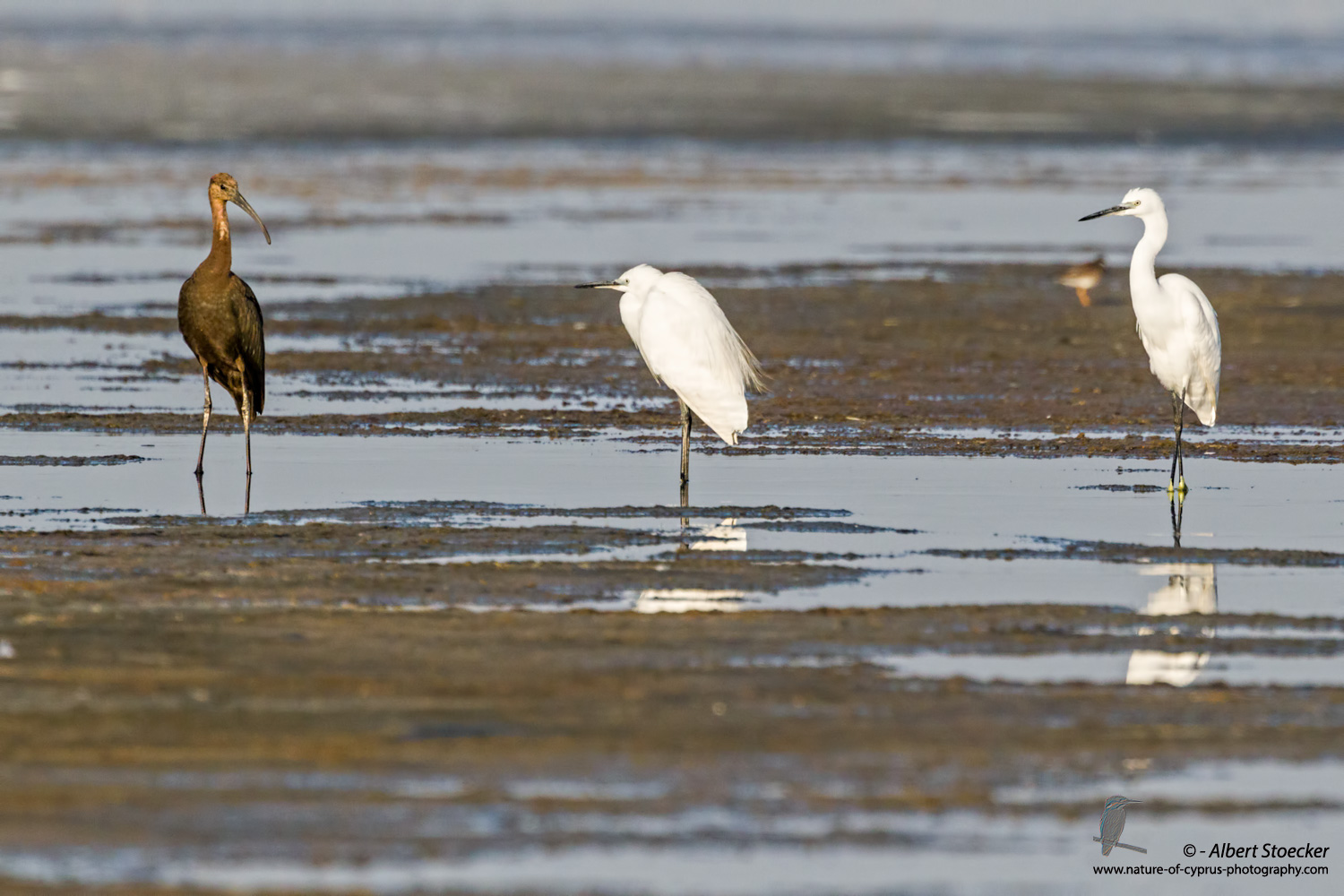  Seidenreiher, Little Egret, Egretta Garzetta + Brauner Sichler, Glossy Ibis, Plegadis falcinellus, Cyprus, Akrotiri Salt Lake, September 2017