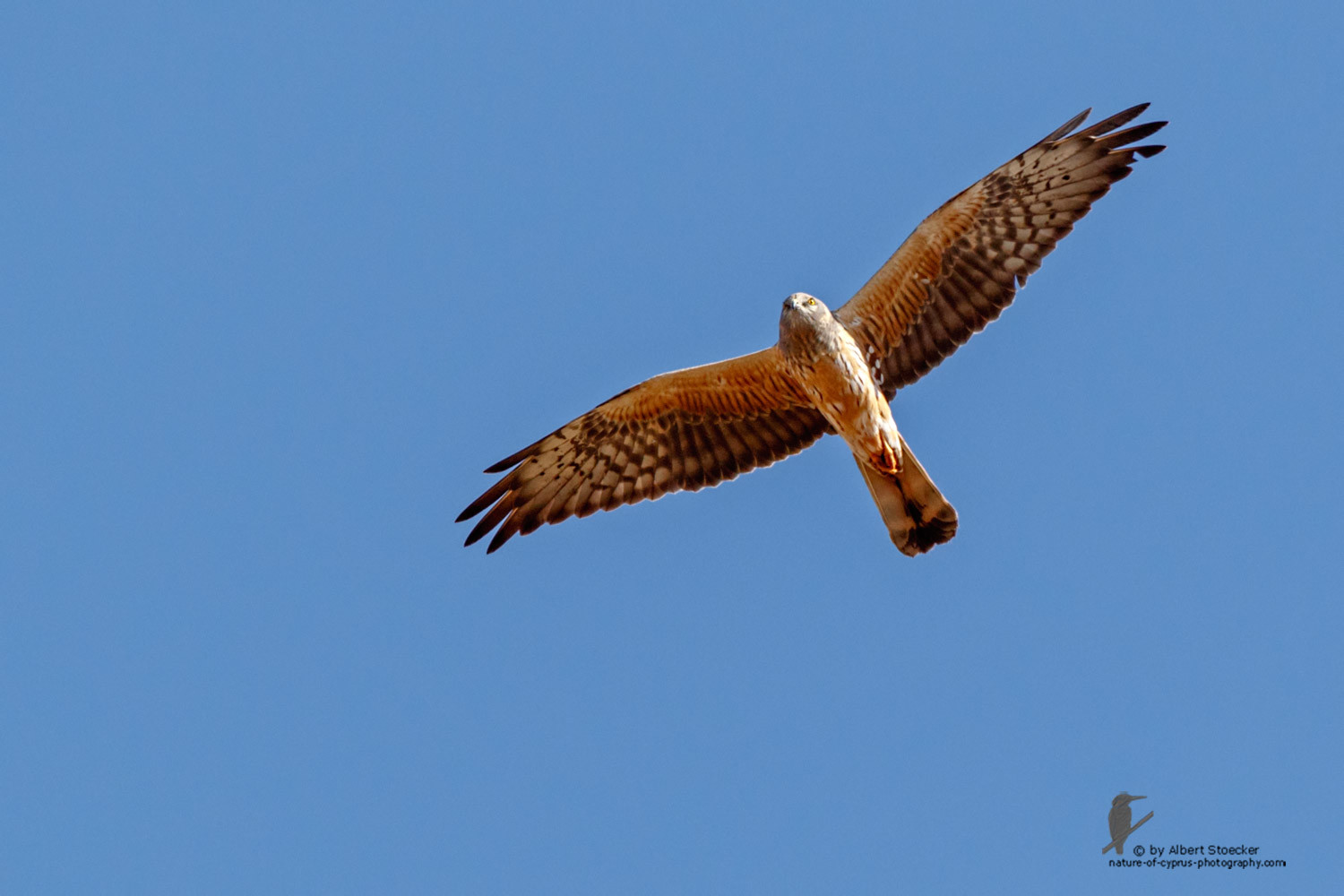 Circus macrourus - Montagu`s Harrier (female) - Wiesenweihe, Cyprus, Anarita - Ayia Varvara, April 2016