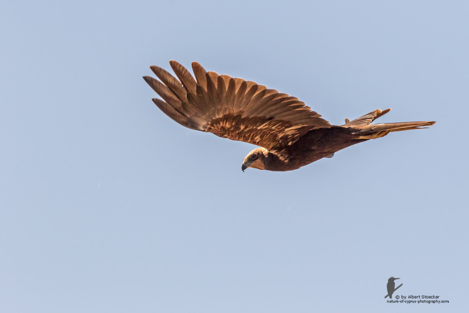 Circus aeroginosus  - Western Marsh Harrier - Rohrweihe, Cyprus, Akrotiri - Fassouri, January 2016