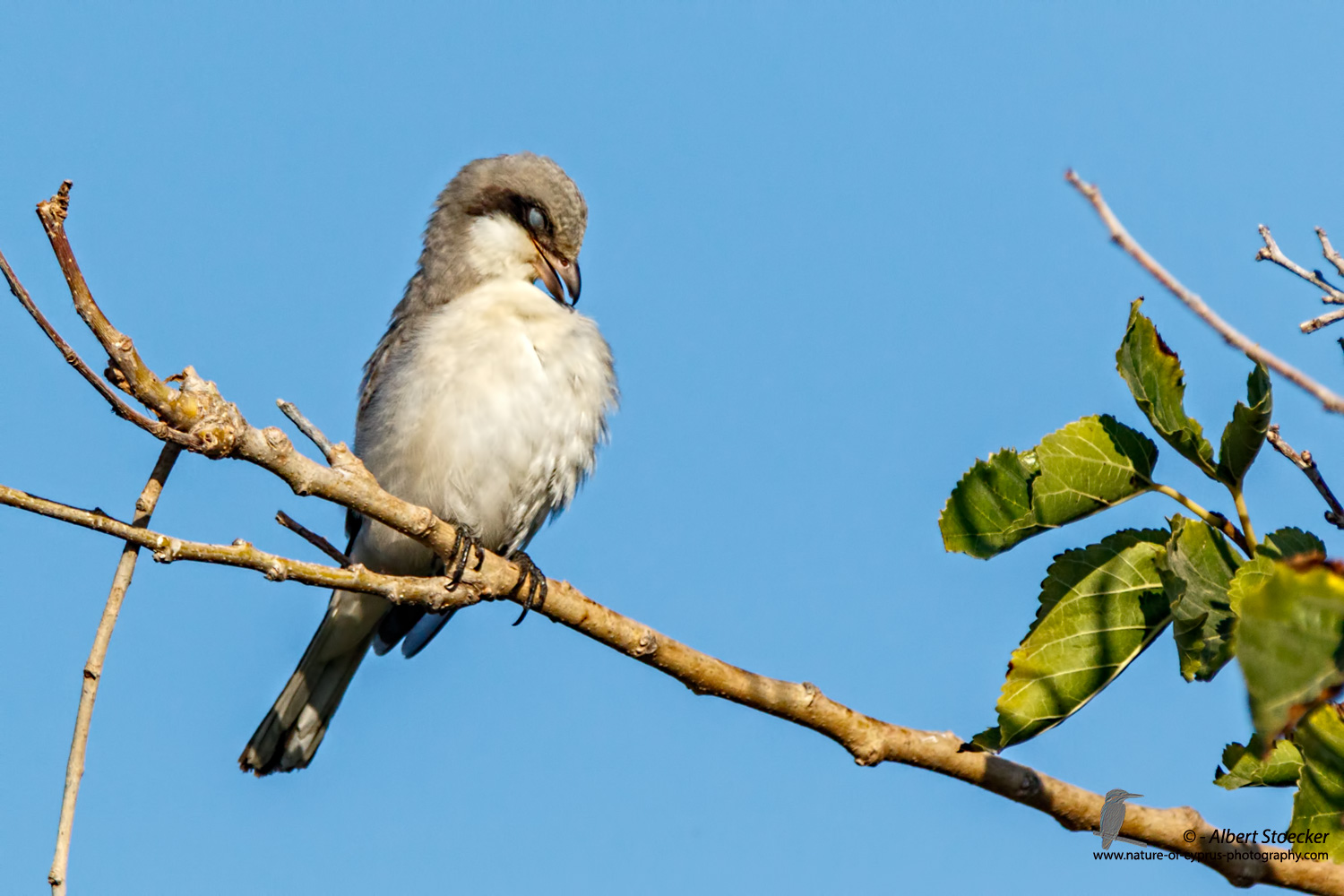 Lanius minor - Lesser Grey Shrike - Scharzstirnwuerger, Cyprus, Mandria Fields, August 2016