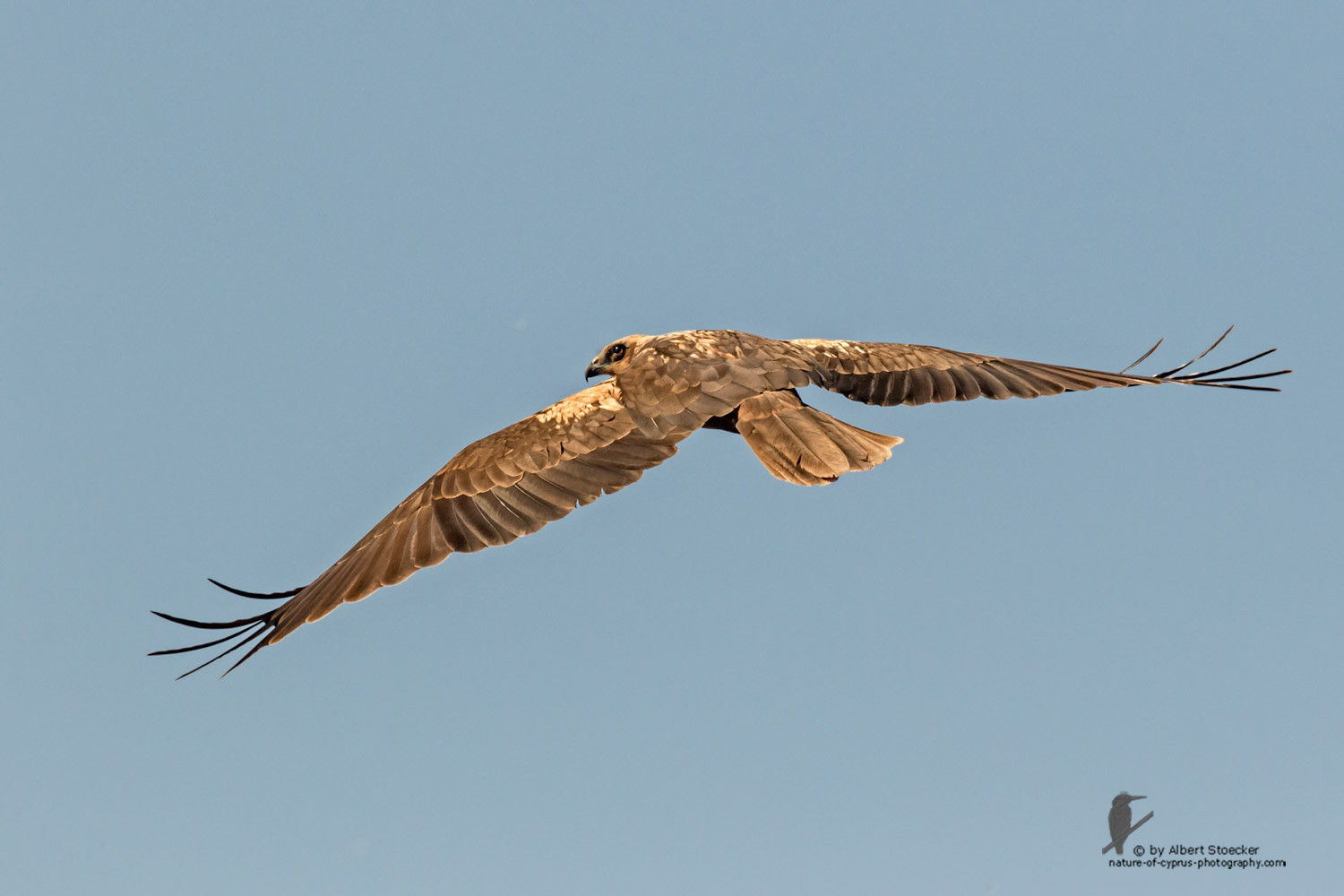 Circus aeroginosus  - Western Marsh Harrier - Rohrweihe, Cyprus, Akrotiri - Fassouri, January 2016