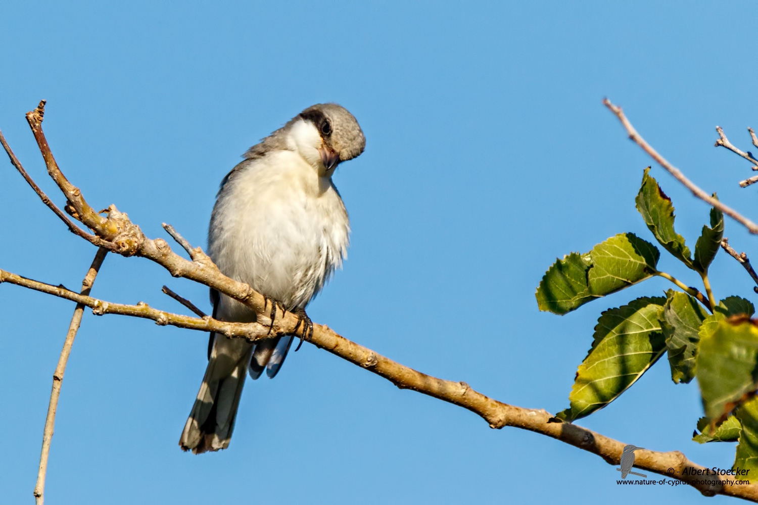 Lanius minor - Lesser Grey Shrike - Scharzstirnwuerger, Cyprus, Mandria Fields, August 2016