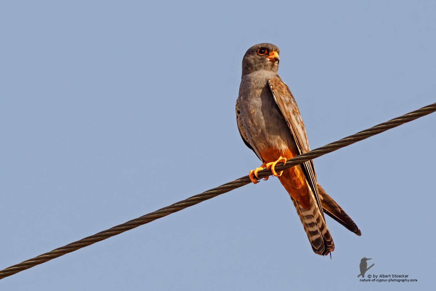 Falco vespertinus - Red-footed Falcon, male, juv, - junger Rotfußfalke, Cyprus, Agia Varvara-Anarita, Mai 2016