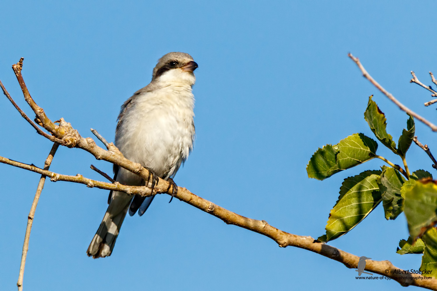 Lanius minor - Lesser Grey Shrike - Scharzstirnwuerger, Cyprus, Mandria Fields, August 2016