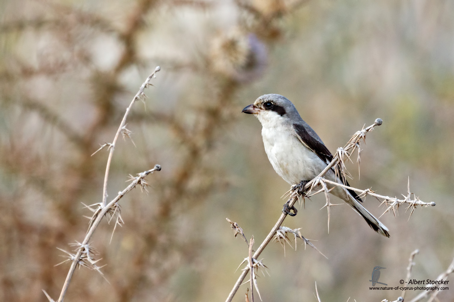 Lanius minor - Lesser Grey Shrike - Scharzstirnwuerger, Cyprus, Agia Varvara, September 2016