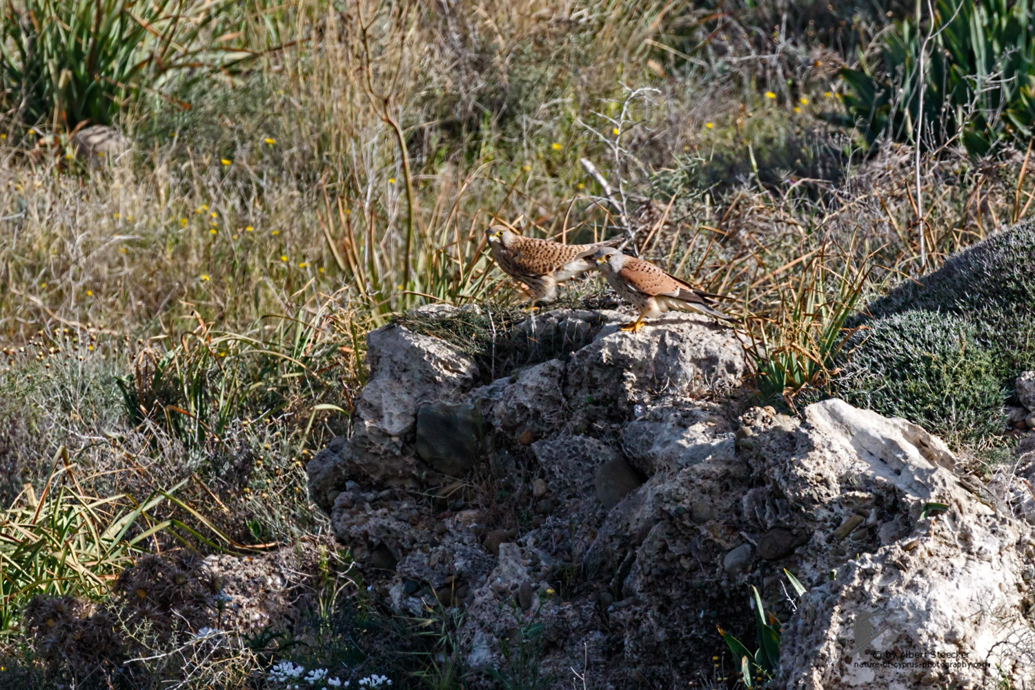 Falco tinnunculus - Common Kestrel - Turmfalke, Cyprus, Mandria Beach, March 2016