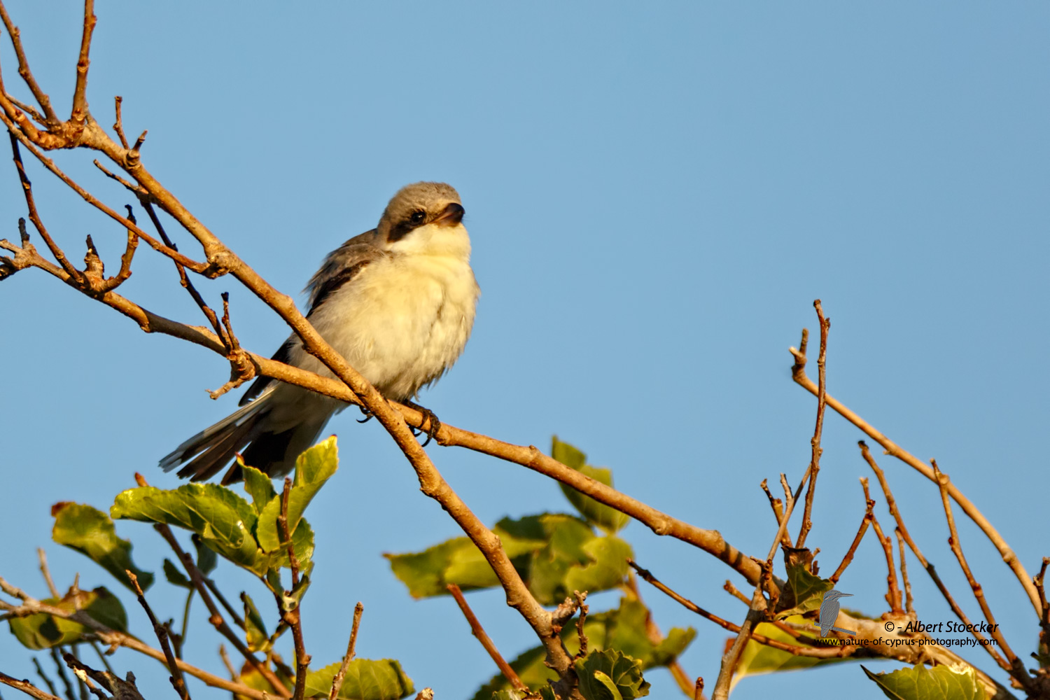 Lanius minor - Lesser Grey Shrike - Scharzstirnwuerger, Cyprus, Mandria Fields, August 2016